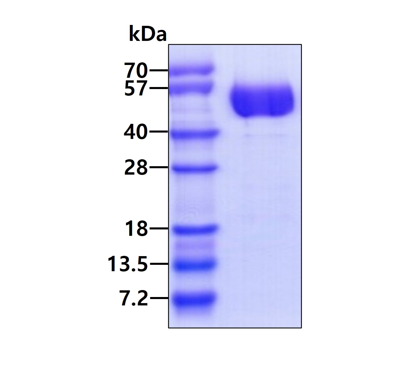 3 μg by SDS-PAGE under reducing condition and visualized by coomassie blue stain